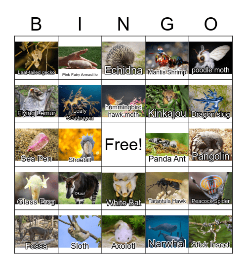 Unique Animals Bingo Card
