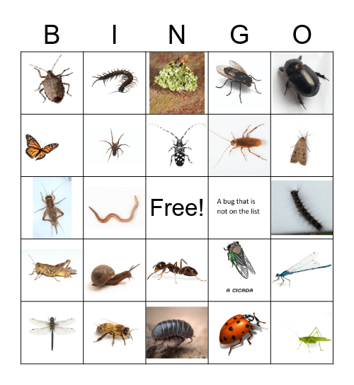 Backyard Bug Bingo Card
