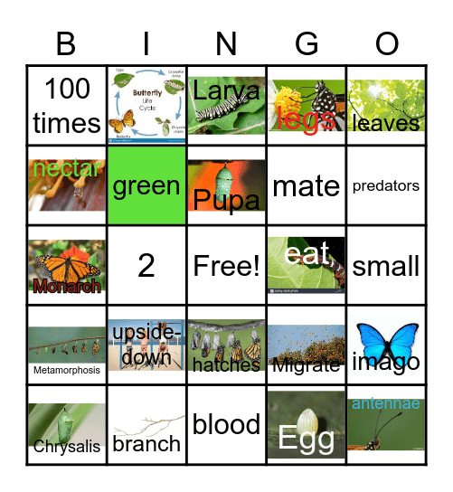 The Butterfly Life Cycle Bingo Card