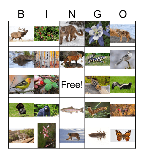 Mueller Nature Bingo Card