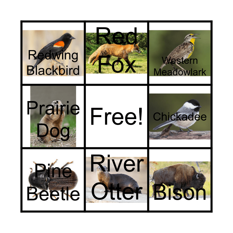 Yellowstone Animals Bingo Card