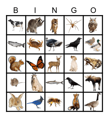 Animals Bingo Card