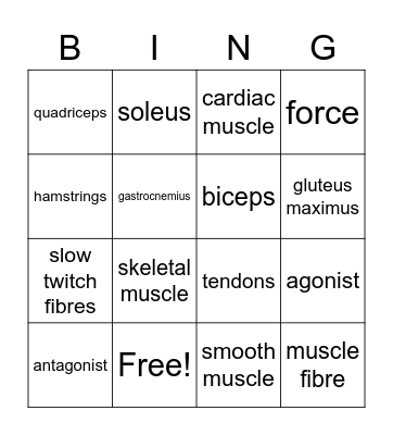 Muscular System Bingo Card