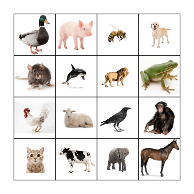 Animal Sound Bingo Card