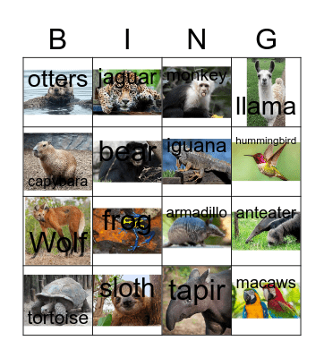 Animals Bingo Card