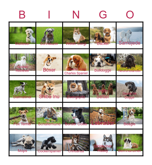 Hunderassen Bingo Card