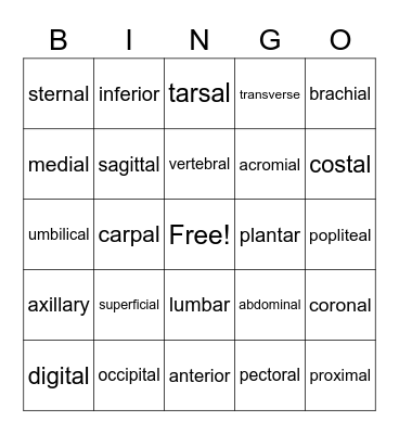 Anatomical Terminology Bingo Card