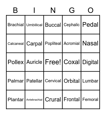 Body Regions/Landmarks Bingo Card