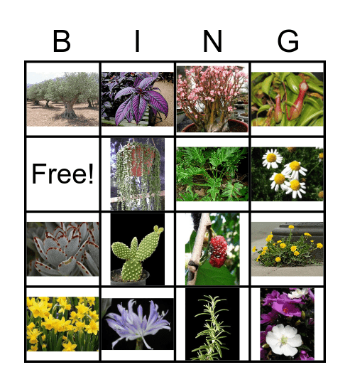 bingo botânica Bingo Card