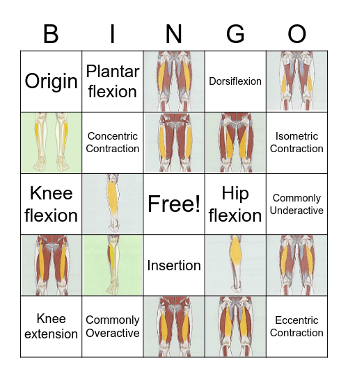 Muscle of the Leg Bingo Card