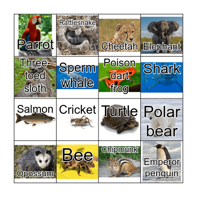 Animal Adaptations Bingo Card