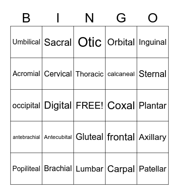 Body Regions Bingo Card