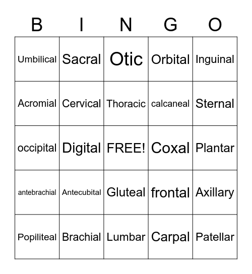 Body Regions Bingo Card