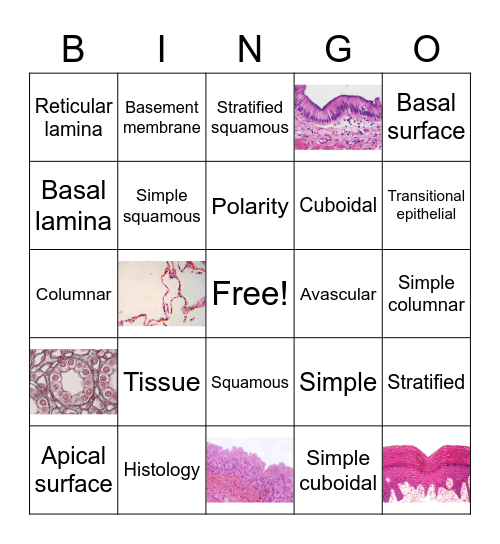 Epithelial Tissue Bingo Card