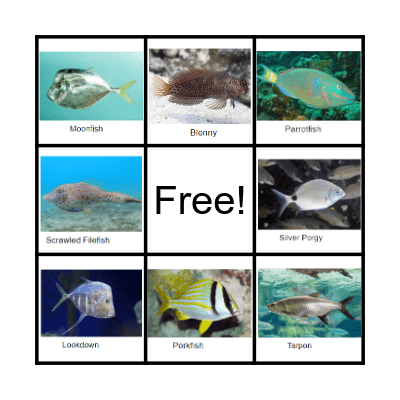 Deerfield Beach Cam Fish Bingo Card