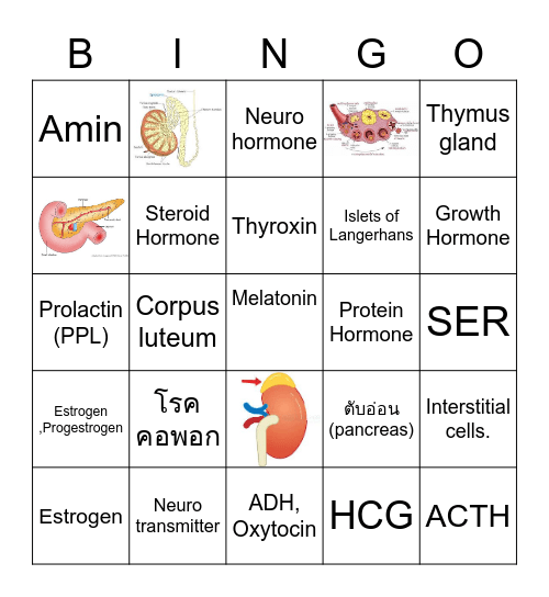 ฮอร์โมนและต่อมไร้ท่อ Bingo Card