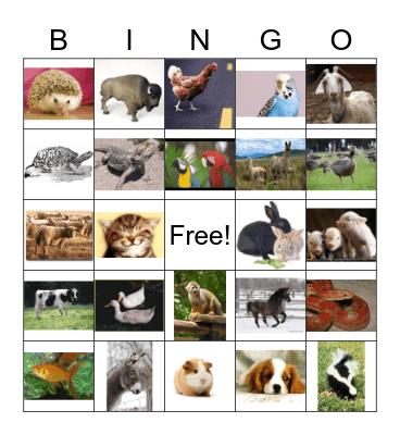 pets Bingo Card