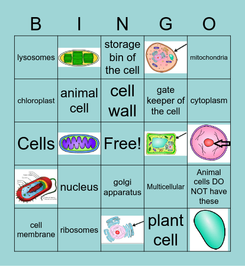 CELLS Bingo Card