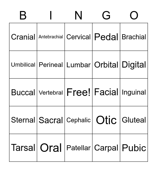 Body Regions BINGO Card