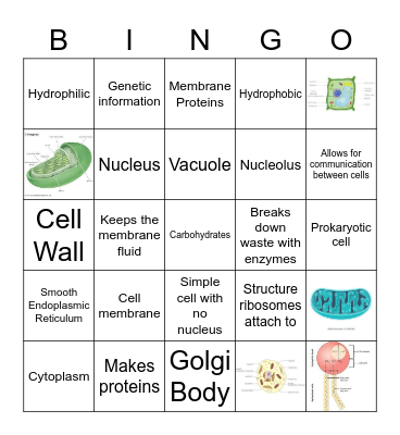Organelles and the Membrane Bingo Card