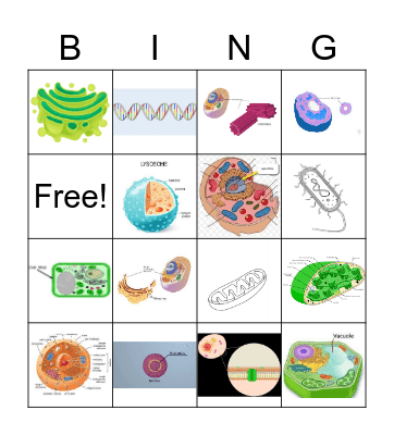 Cells/Orgenells Bingo Card