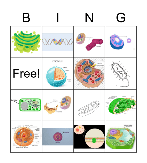 Cells/Orgenells Bingo Card