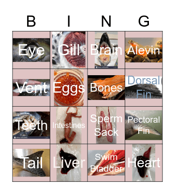 Salmon Bingo Card