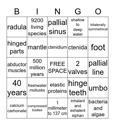 Class Bivalvia  Bingo Card