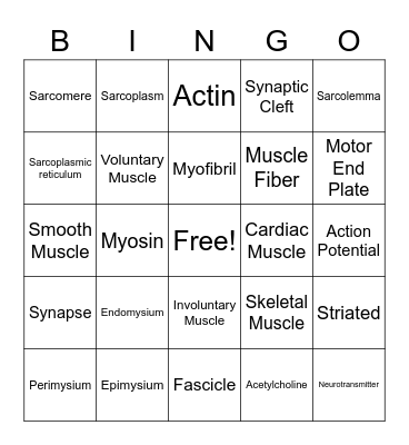 Muscular System Bingo Card