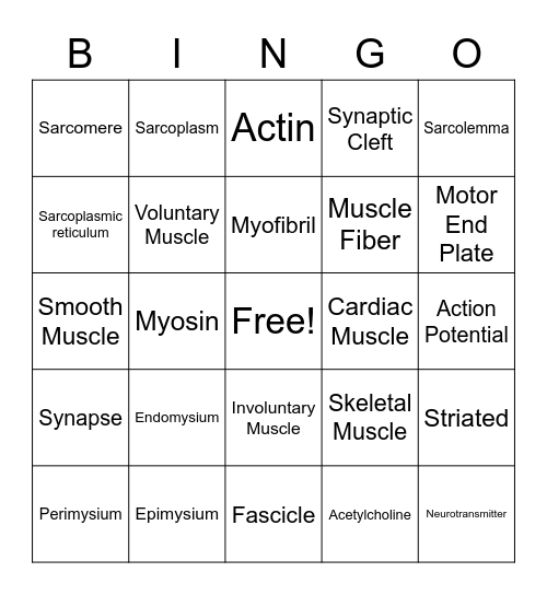 Muscular System Bingo Card