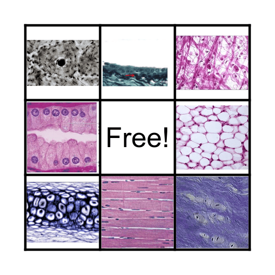 Histology Bingo Card