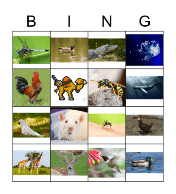 Animals Bingo Card