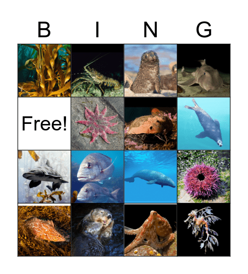 Kelp Forest Bingo Card
