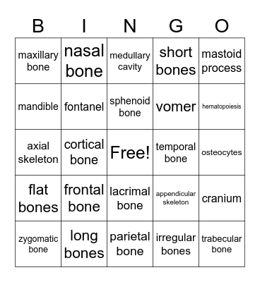 Skeletal System Bingo Card