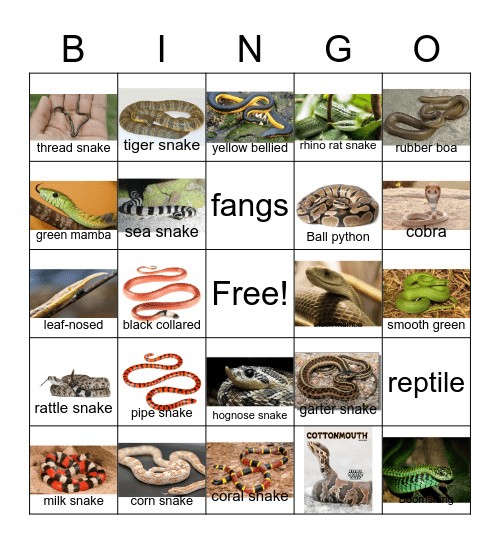 Snake Bingo Card