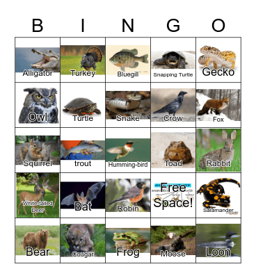 Animal Classification Bingo Card