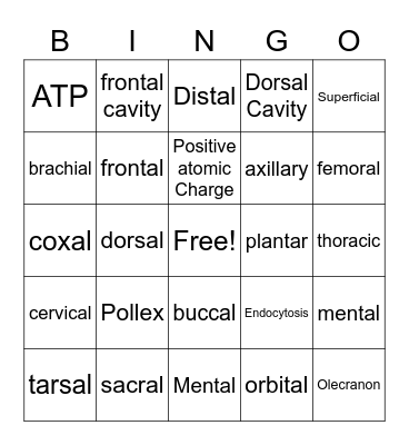 Anatomy and Physiology Bingo Card