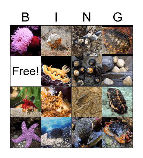 Tide Pools Bingo Card