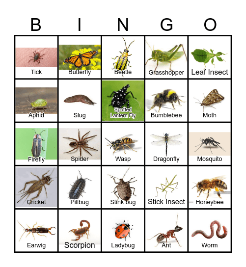 Insect or Not? Bingo Card