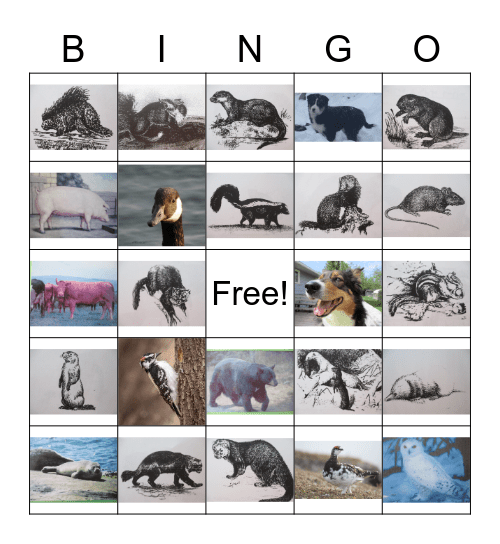 Animals and Birds Bingo Card