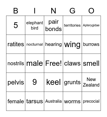 Apterygidae Bingo Card