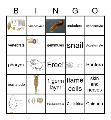 Zoology Bingo Card