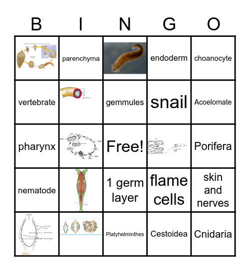 Zoology Bingo Card