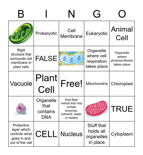 Cell Theory and Cell Organelles Bingo Card