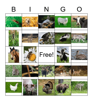 Animales Bingo Card