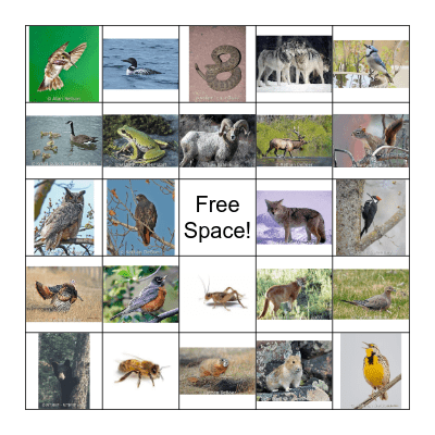 Animal Calls & Sounds Bingo! Bingo Card