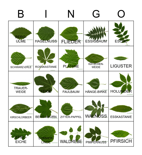 Laubbäume Bingo Card