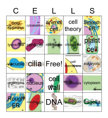 Types of Cells and their Organelles Bingo Card