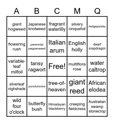 Noxious Weed Bingo! Bingo Card