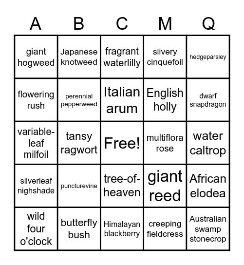 Noxious Weed Bingo! Bingo Card
